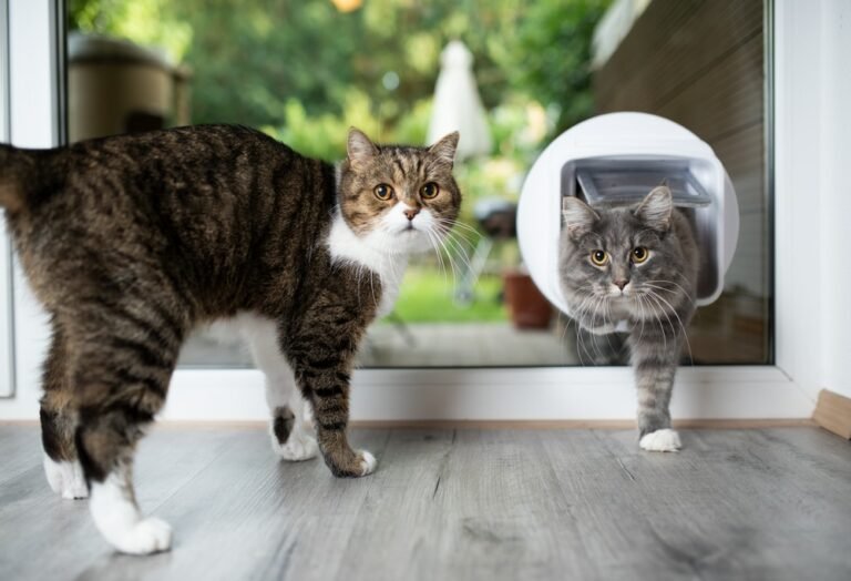 How Does a Microchip Cat Flap Work? Is It a Necessity for Every Pet Owner?