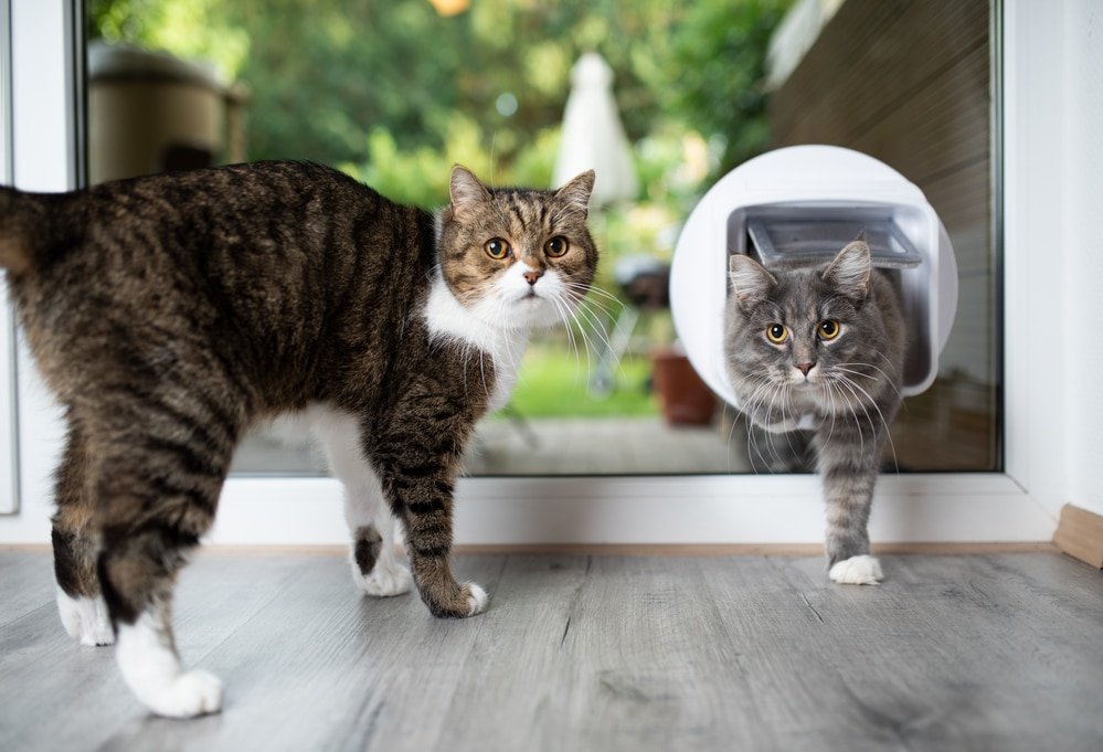 how does a microchip cat flap work
