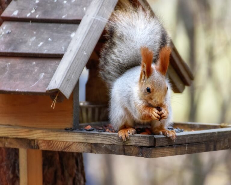 How to Keep Squirrels off a Bird Table: 7 Proven Ways