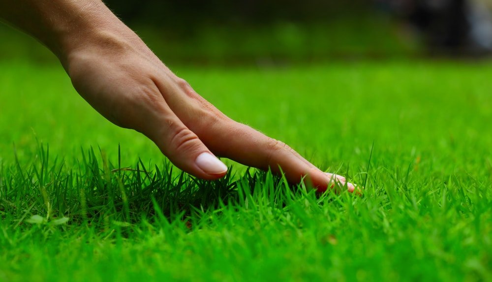 how to feed a lawn